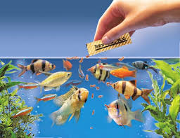 Food for Fish