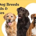 Dog Breeds